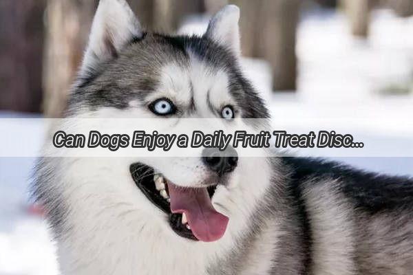 Can Dogs Enjoy a Daily Fruit Treat Discover the Healthy Delights